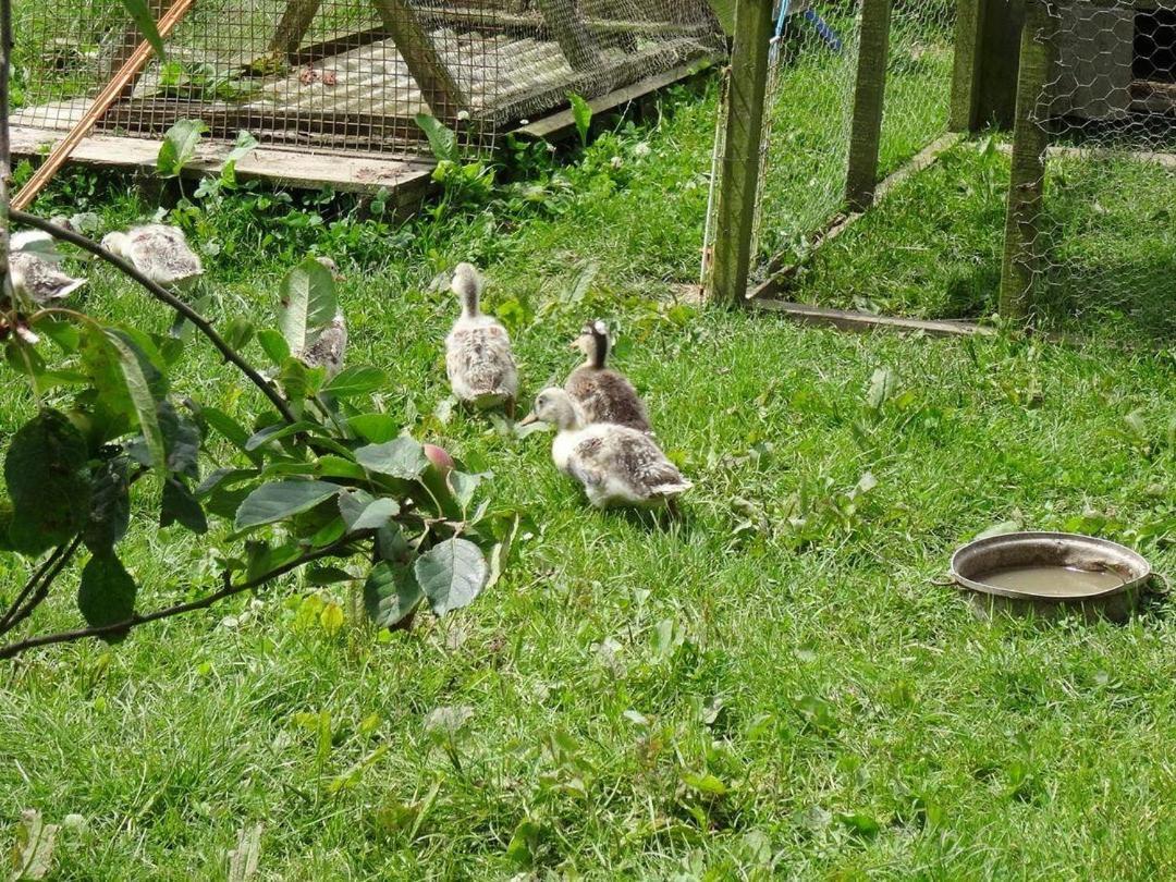 Badger Cottage Mawgan Kültér fotó